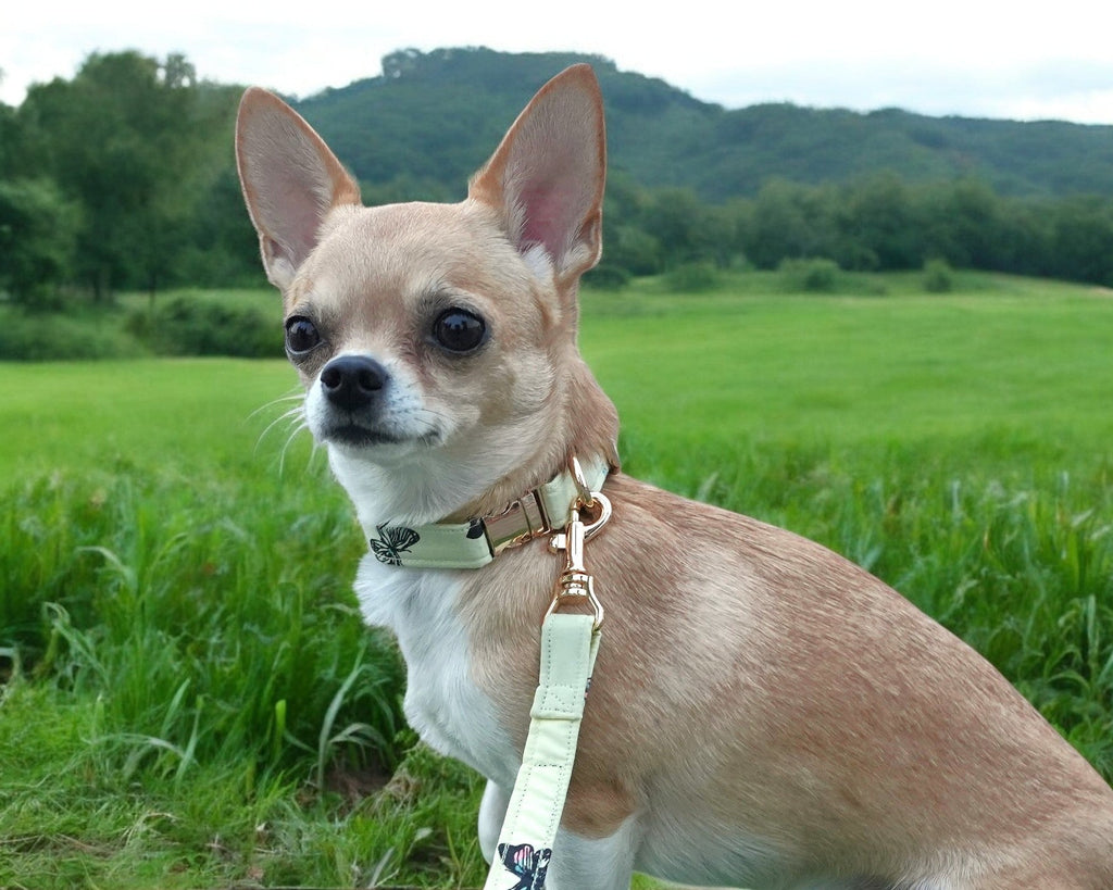 Butterfly Bliss Collar+Leash