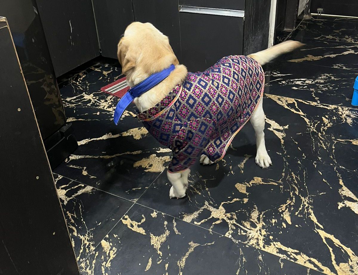 Blue Sherwani → Royal Sapphire Sherwani 💙