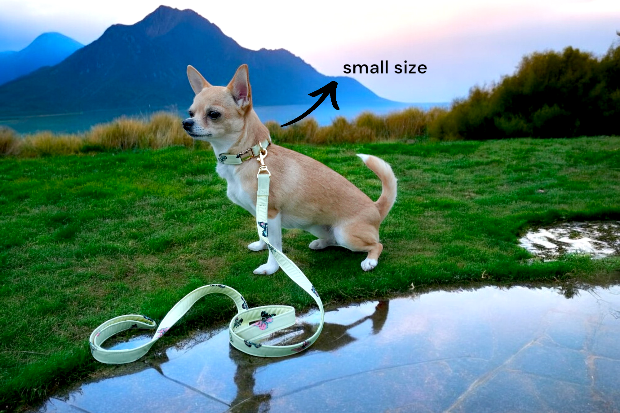 Butterfly Bliss Collar+Leash