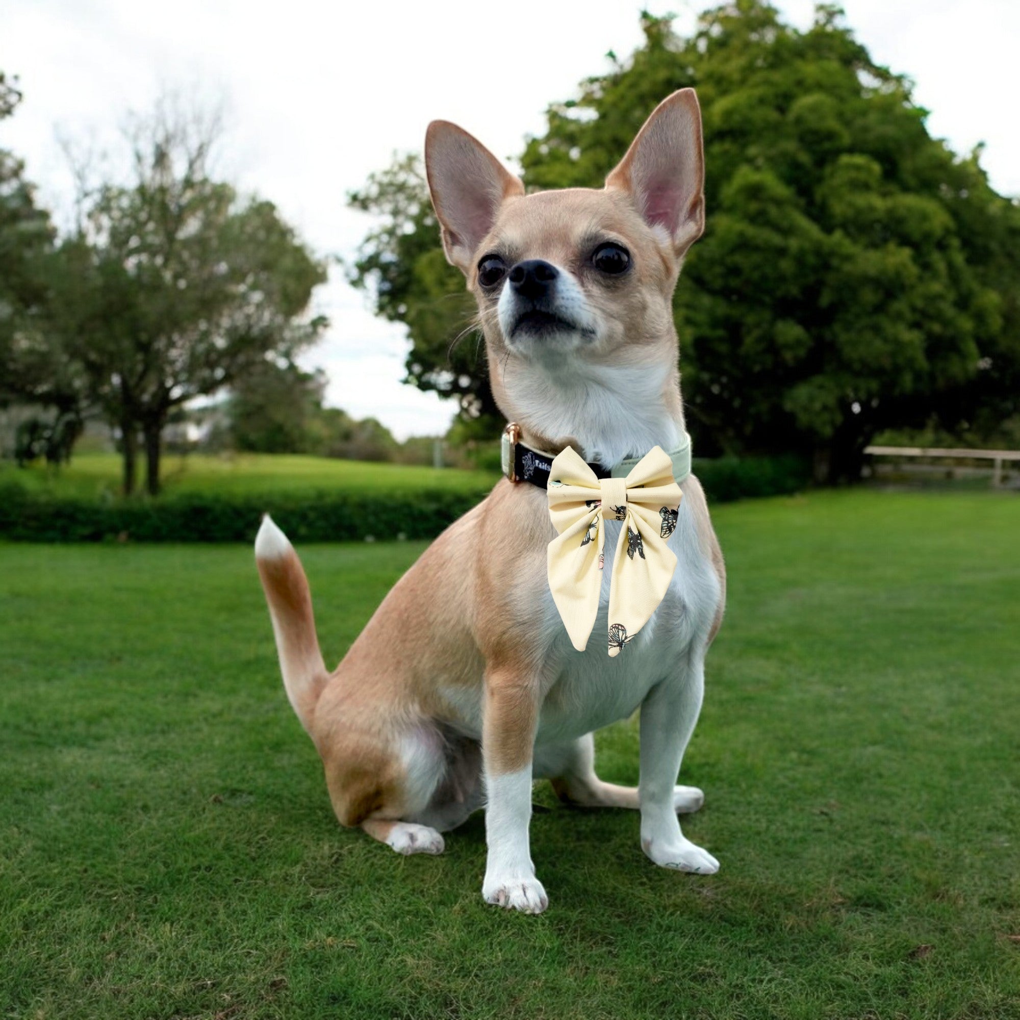 Butterfly Bliss Collar+Salior Bow