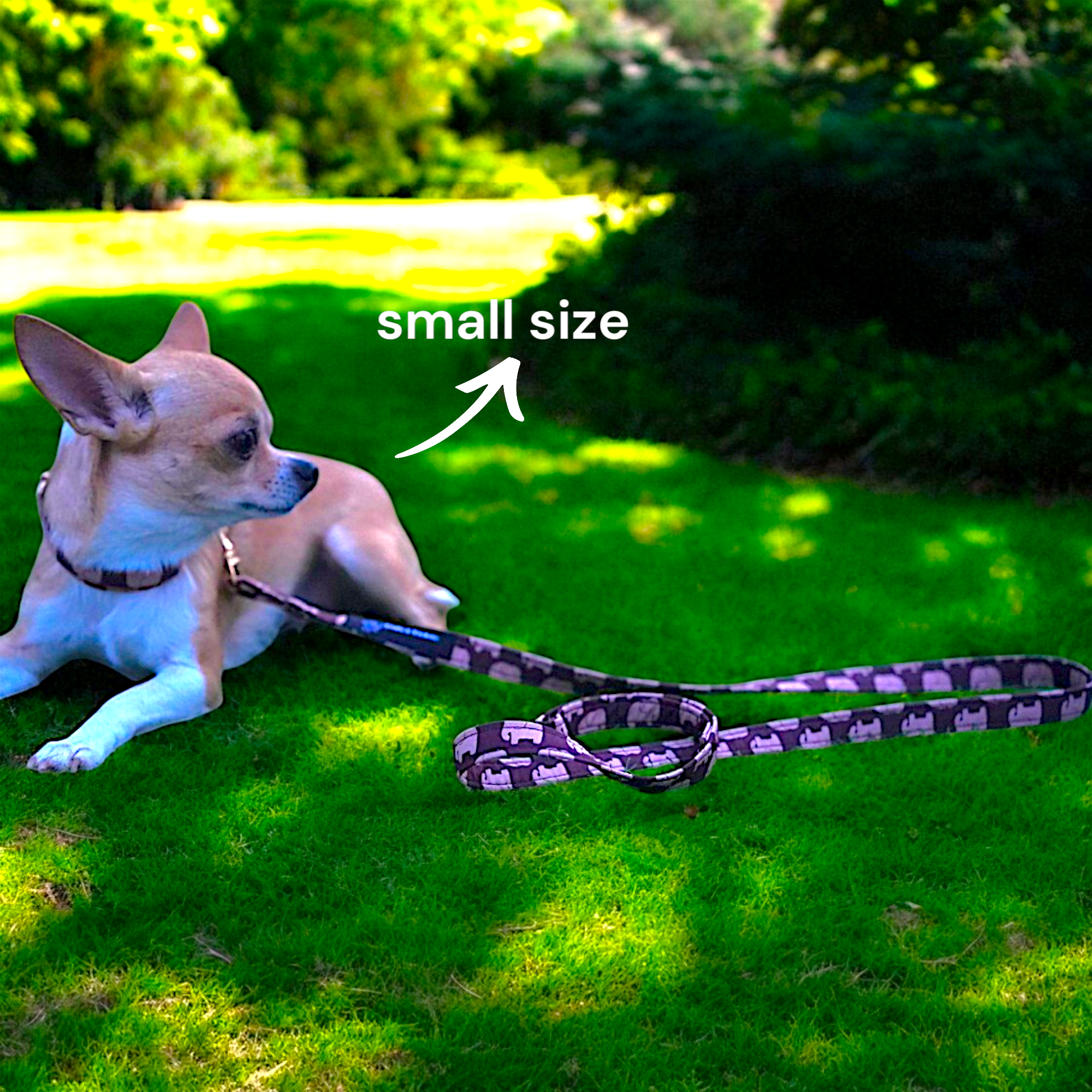 Elephent Trail Collar+Leash+Salior Bow