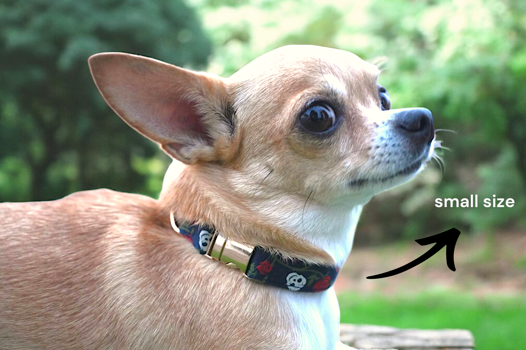 Dark Romance Collar