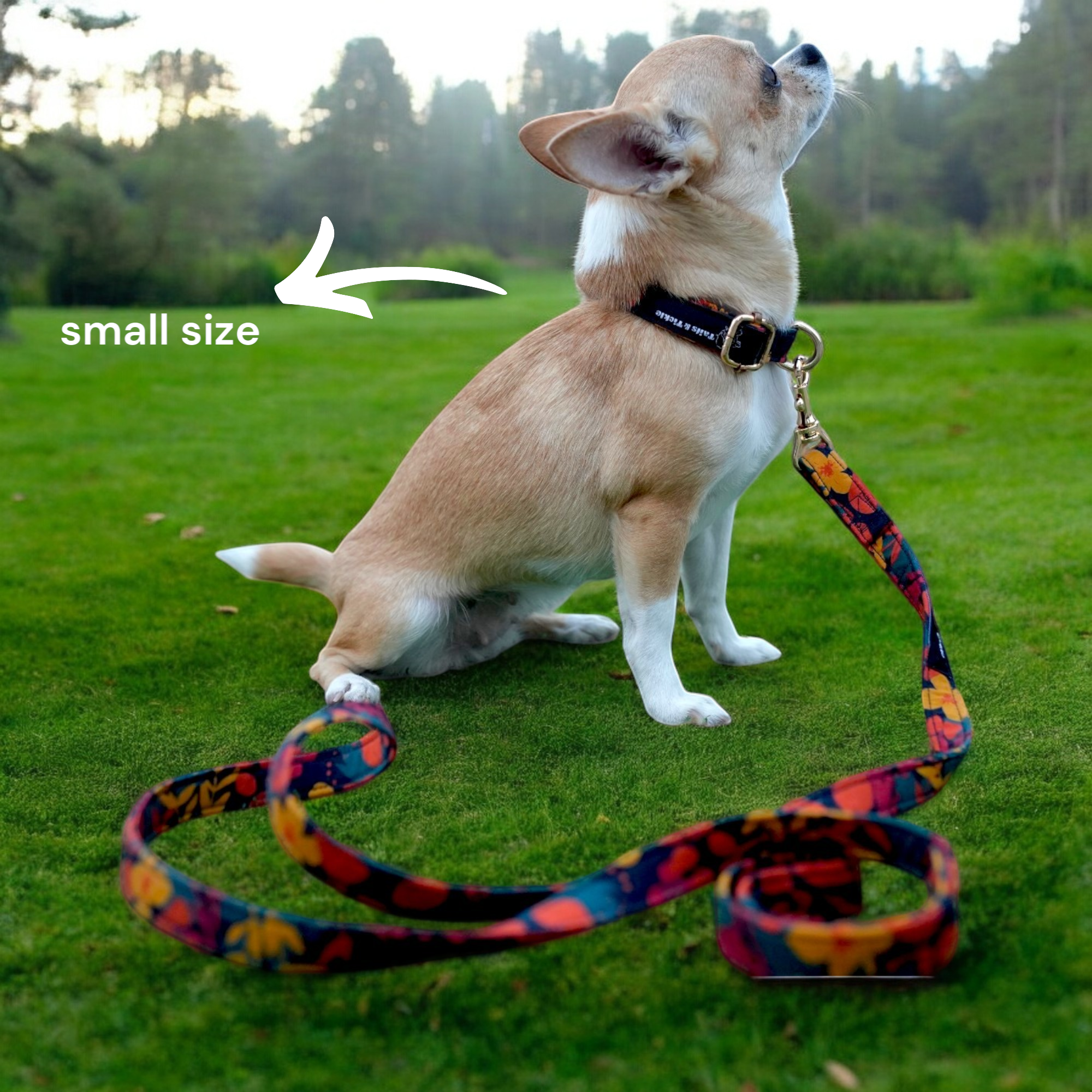 Exotic Bloom Collar+Leash+Bow